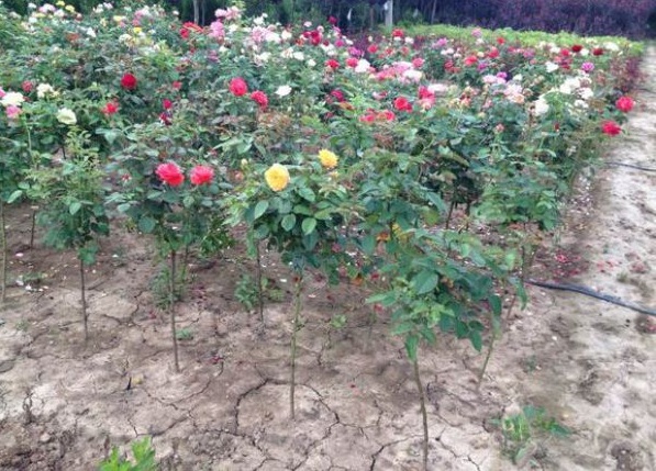 1630238419608750.jpg image.jpg