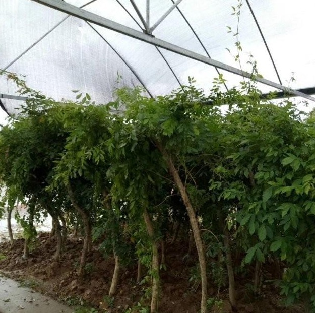 1630238463691553.jpg image.jpg