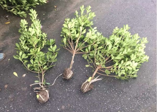 1630238561446804.jpg image.jpg