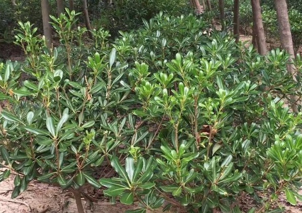 1630238585593208.jpg image.jpg