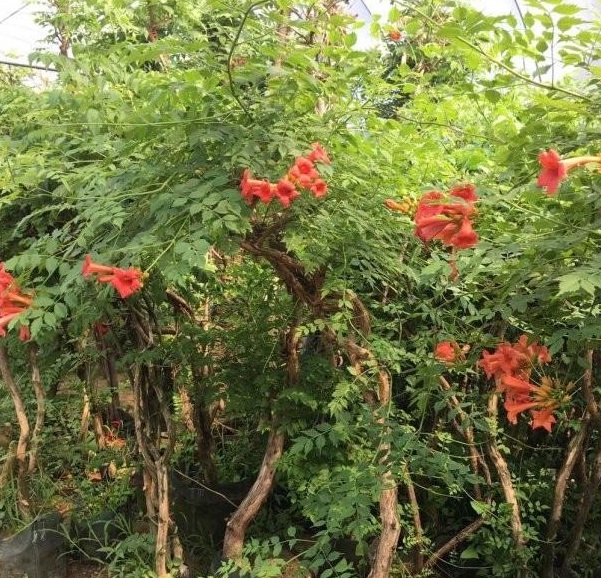 1630238600100887.jpg image.jpg