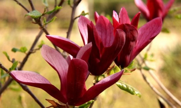 1630238646474455.jpg image.jpg