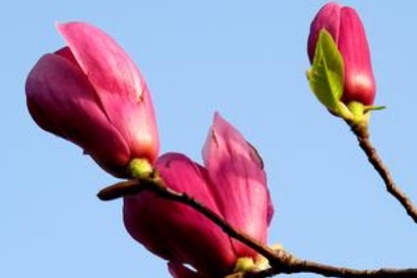 1630238655963833.jpg image.jpg