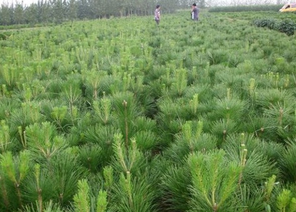 1630238712693406.jpg image.jpg