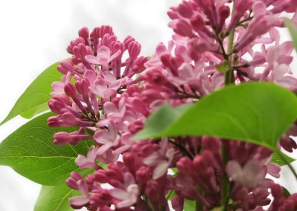 1630238943480362.jpg image.jpg