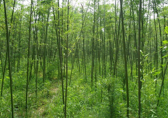 1630239000686272.jpg image.jpg