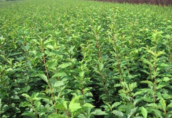 1630239306762087.jpg L@S3S5{`)P{62}JCK7YNGLA.jpg