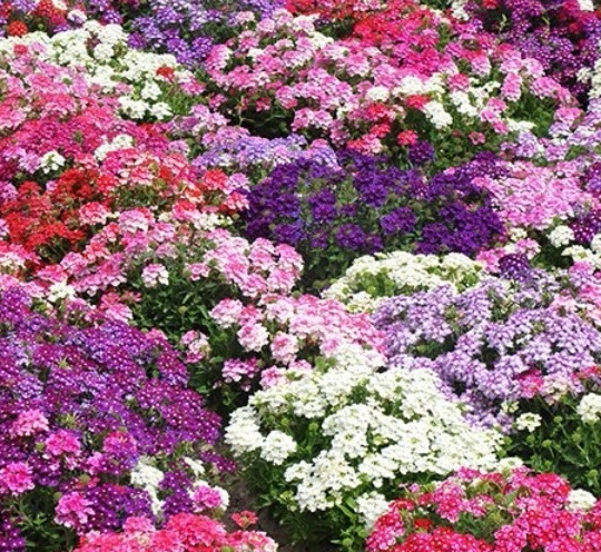 1630239605144755.jpg image.jpg