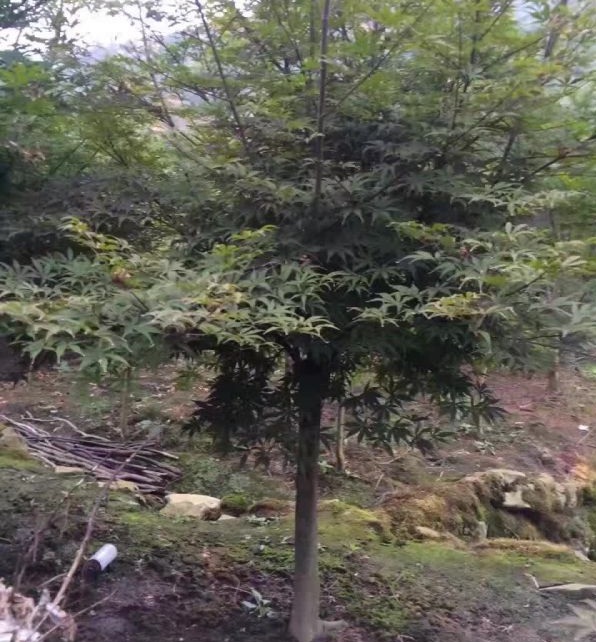 1630239774283578.jpg image.jpg