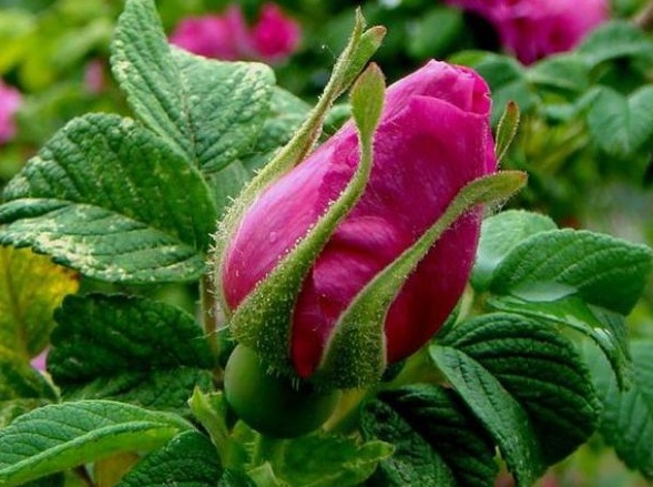 1630240057698481.jpg image.jpg