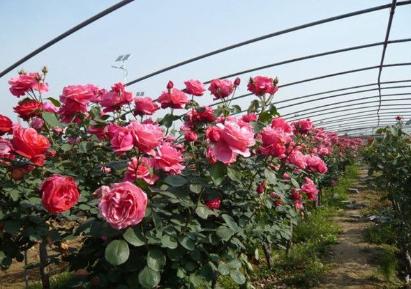 1630240236211983.jpg image.jpg