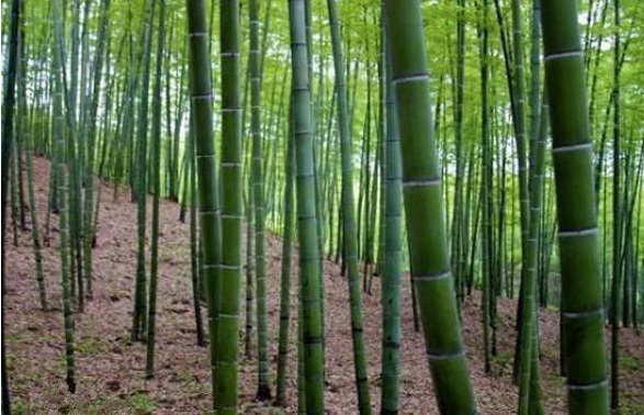 1630240297531494.jpg image.jpg