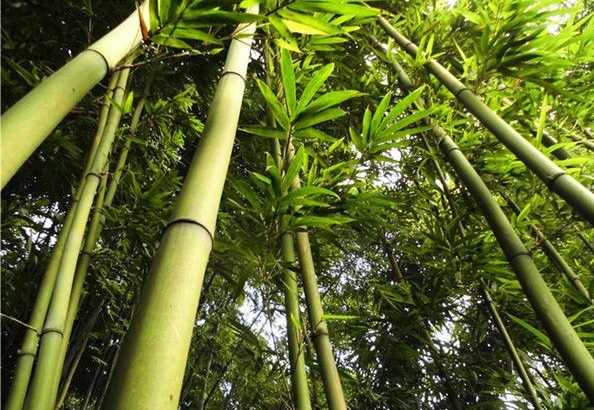 1630240318539286.jpg image.jpg