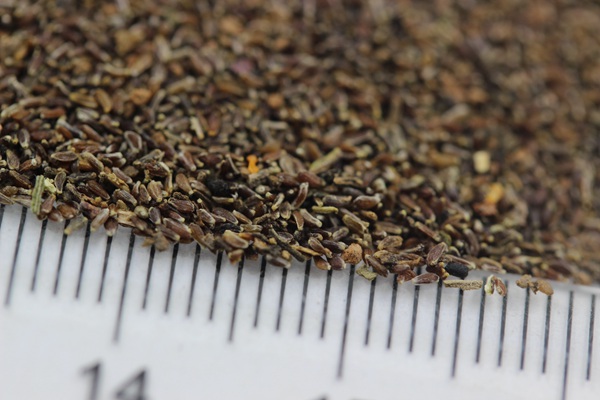 é??è??è?±?§??-?