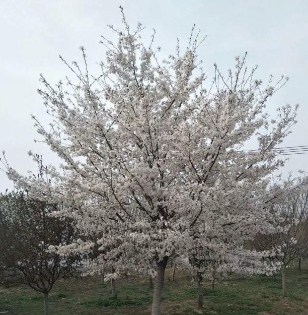 1630242458533322.jpg image.jpg