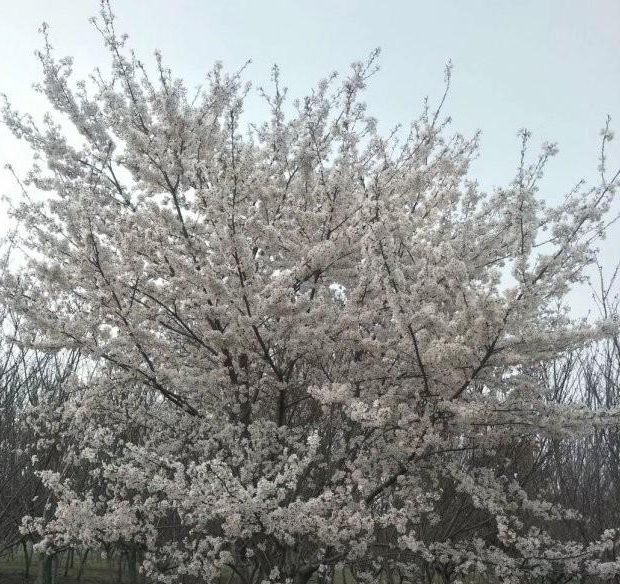 1630242469273575.jpg image.jpg