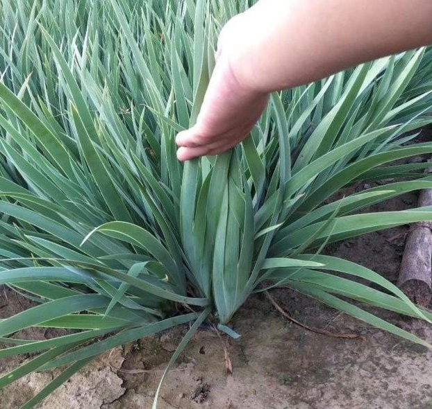 1630243073230636.jpg image.jpg