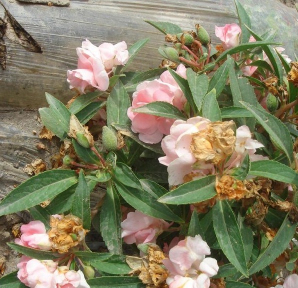 1630243723357505.jpg image.jpg