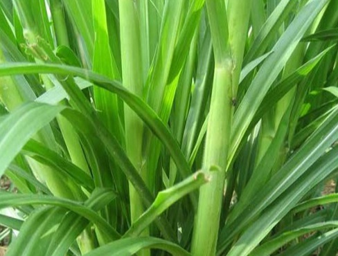 1630247628807597.jpg image.jpg