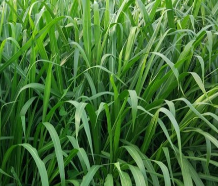 1630247634931731.jpg image.jpg