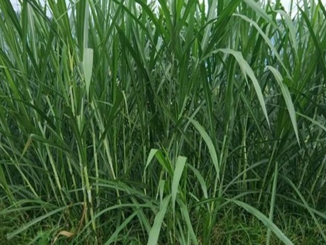 1630247645829654.jpg image.jpg