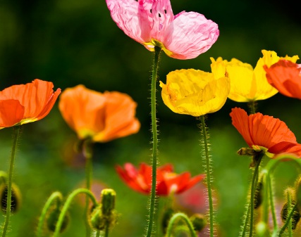 1630248817333886.jpg image.jpg