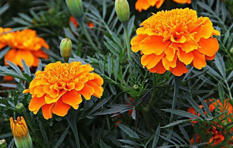 1630250013543975.jpg 萬壽菊1.jpg