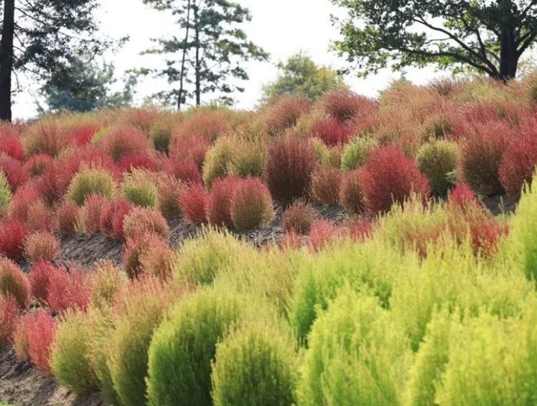 1630313100396385.jpg 地膚2.jpg