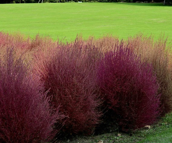 1630313240284363.jpg 地膚33333333333333333333333.jpg