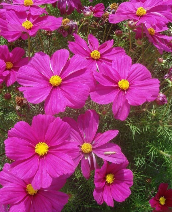 1630318427892784.jpg image.jpg