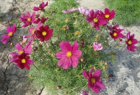 1630318452651003.jpg image.jpg