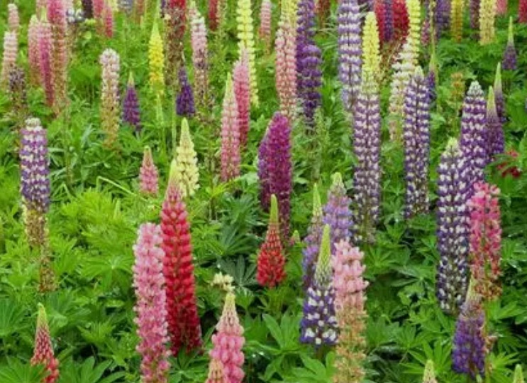 1630335760904773.jpg 魯冰花2.jpg