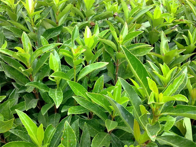 1630381895816437.jpg 1630381895816437.jpg