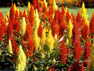 1630382362935138.jpg 1630382362935138.jpg