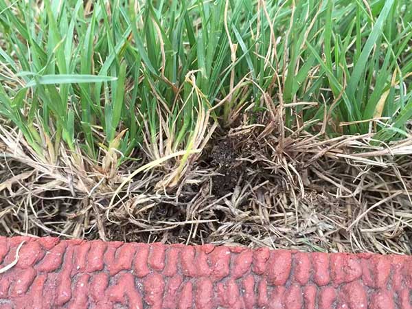 狗牙根草坪球場綠化 狗牙根草坪球場綠化