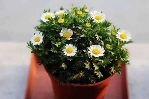 白晶菊在生活中的應(yīng)用和作用 白晶菊在生活中的應(yīng)用和作用