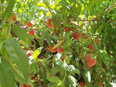 1630395756111521.jpg 1630395756111521.jpg