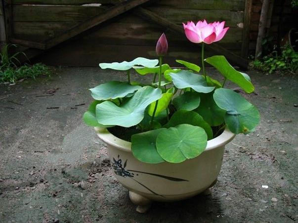 1630396122717543.jpeg a1377e1c2d88439415e44ed1a481089e_8054a0033c524ef2a3c2f73ccab1c948.jpeg