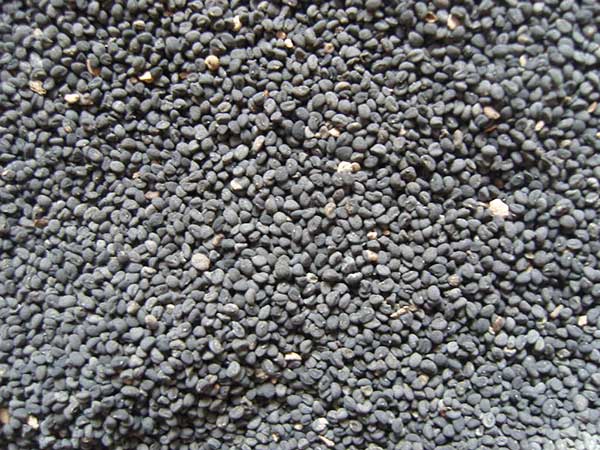 黃芩種子圖片 黃芩種子圖片