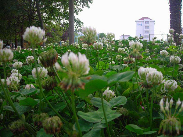 白三葉草圖片 白三葉草圖片