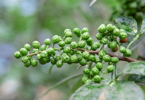 1630417204122188.jpg image.jpg