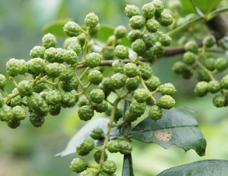 1630417217293383.jpg image.jpg