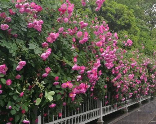 1630418351765809.jpg image.jpg