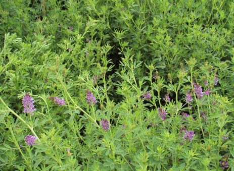 1630418827676082.jpg image.jpg