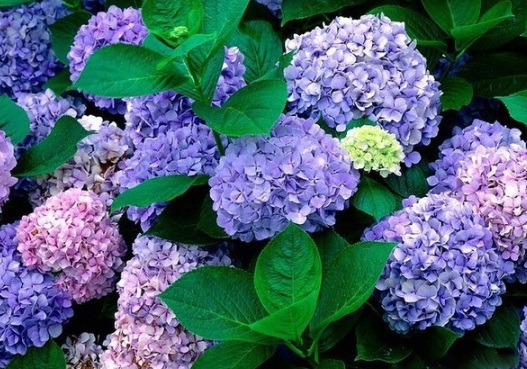 1630471065759626.jpg image.jpg