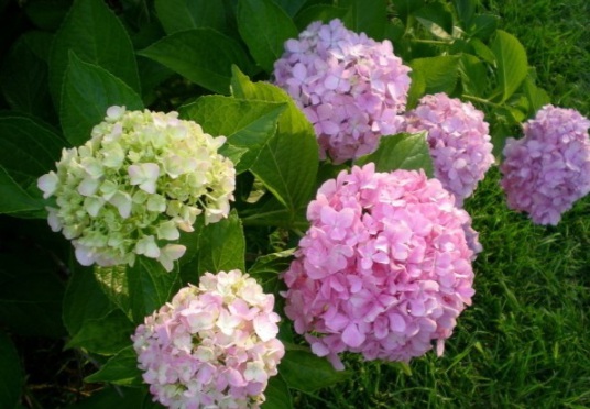 1630471473252472.jpg image.jpg