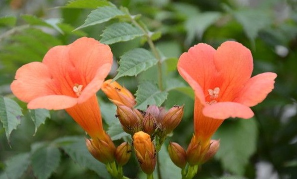 1630471679348065.jpg image.jpg