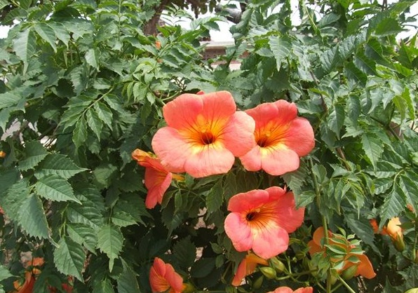 1630471692289416.jpg image.jpg