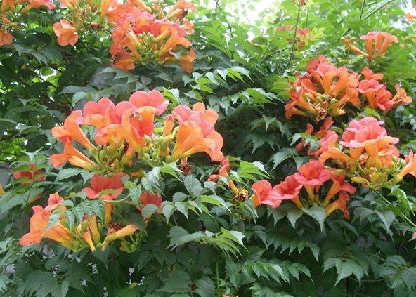 1630471725619441.jpg image.jpg