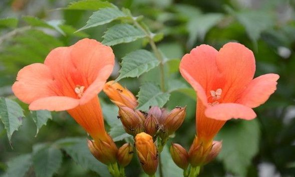 1630471740325674.jpg image.jpg